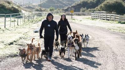 Cesar Millan: Better Human Better Dog - Bessere Menschen, bessere Hunde: Staffel 5 Folge 11 Kuriose Tick