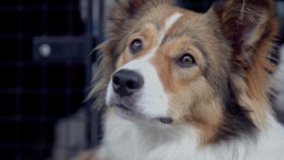 Der Super Doc - Einsatz für 4 Pfoten: Staffel 5 Folge 15 Koa, Kwanda und Cleo