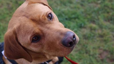 Der Super Doc - Einsatz für 4 Pfoten: Staffel 5 Folge 4 Raz, Oscar und Korky