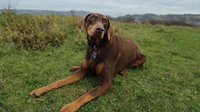 Der Super Doc - Einsatz für 4 Pfoten: Staffel 7 Folge 2 Rolo, Astrid, Jeff