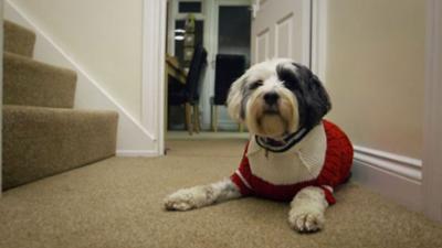 Der Super Doc - Einsatz für 4 Pfoten: Staffel 5 Folge 3 Betsy, Beau und Rosie