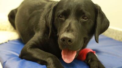 Der Super Doc - Einsatz für 4 Pfoten: Staffel 5 Folge 19 Bertie, Jade und Sophie