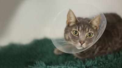 Der Super Doc - Einsatz für 4 Pfoten: Staffel 5 Folge 18 Ren, Tallulah und Dave