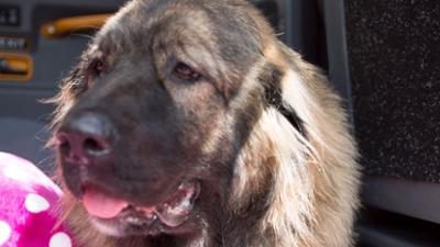 Der Super Doc - Einsatz für 4 Pfoten: Staffel 5 Folge 6 Bear, Ziggy und Noah