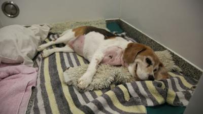 Der Super Doc - Einsatz für 4 Pfoten: Staffel 7 Folge 4 Moon, Milo und Ollie