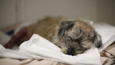 Der Super Doc - Einsatz für 4 Pfoten: Staffel 7 Folge 6 Rettet meinen Hund