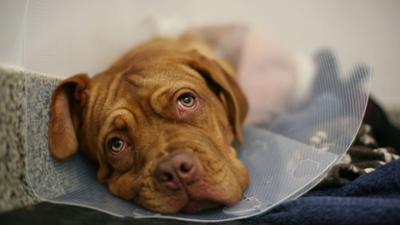 Der Super Doc - Einsatz für 4 Pfoten: Staffel 7 Folge 5 Betsy und Angel