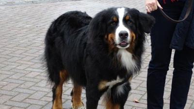 Der Super Doc - Einsatz für 4 Pfoten: Staffel 5 Folge 1 Teddy, Duke und Harvey