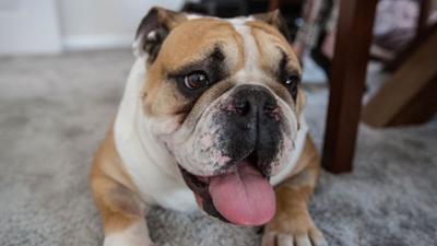 Der Super Doc - Einsatz für 4 Pfoten: Staffel 5 Folge 20 Ralph, Scrumpy und Buster