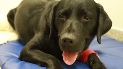 Der Super Doc - Einsatz für 4 Pfoten: Staffel 5 Folge 8 Cato, Simba und Tynee