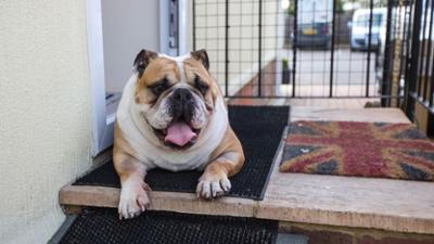 Der Super Doc - Einsatz für 4 Pfoten: Staffel 5 Folge 10 Dave und Hermes