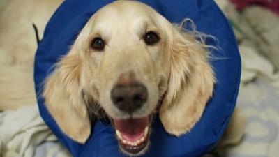 Der Super Doc - Einsatz für 4 Pfoten: Staffel 7 Folge 8 Angus und Rocky