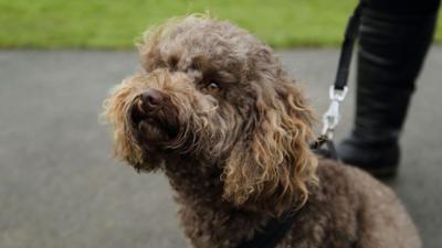 Der Super Doc - Einsatz für 4 Pfoten: Staffel 7 Folge 7 Inca, Nala und Charles