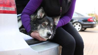 Der Super Doc - Einsatz für 4 Pfoten: Staffel 7 Folge 9 Trigger, Fury und Raven