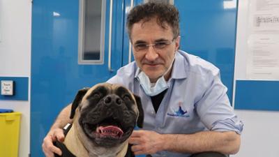 Der Super Doc - Einsatz für 4 Pfoten: Staffel 8 Folge 6 Oz, Ollie, and Bayleigh