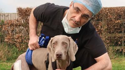 Der Super Doc - Einsatz für 4 Pfoten: Staffel 8 Folge 8 Rogan, Brodie, and Vinnie