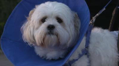 Der Super Doc - Einsatz für 4 Pfoten: Staffel 5 Folge 11 Simba, Tulee und Poppy