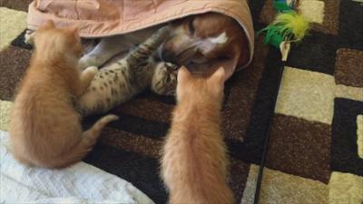 Funny Animals - Die Clipshow: Staffel 1 Folge 7 Uncoole Katzen