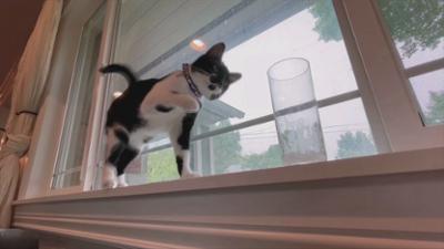Funny Animals - Die Clipshow: Geflügelte Clips und Katzen-Attacken