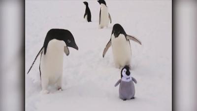 Funny Animals - Die Clipshow: Purer Leichtsinn und echte Feinschmecker
