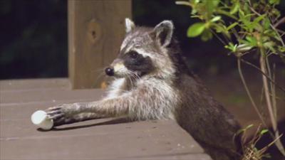 Funny Animals - Die Clipshow: Staffel 1 Folge 2 Tierisch streitsüchtig