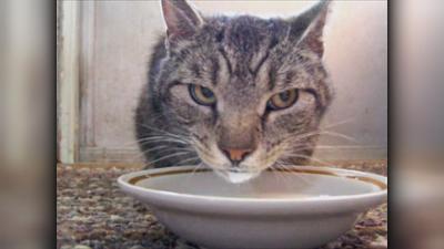 Funny Animals - Die Clipshow: Tierische Tanzpartner und schreckhafte Katzen