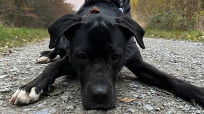Trouble Teenies auf 4 Pfoten - Einsatz für den Welpentrainer: Staffel 3 Folge 4 Kann Luna Vertrauen fassen? Trouble Teenies auf 4 Pfoten - Einsatz für den Welpentrainer: Staffel 3 Folge 4 Kann Luna Vertrauen fassen?