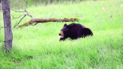 Unglaublich! Spektakuläre Momente vor laufender Kamera: Staffel 3 Folge 1 Furchtloser Bär am Steuer