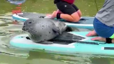 Unglaublich! Spektakuläre Momente vor laufender Kamera: Staffel 3 Folge 3 AUSFLUG MIT SEEHUND