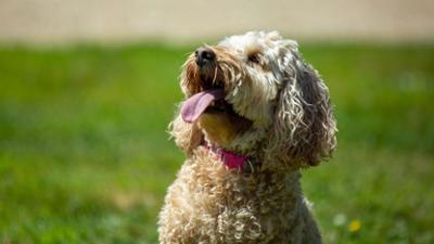 Unsere Hundeschule: Staffel 1 Folge 4 Episode 4