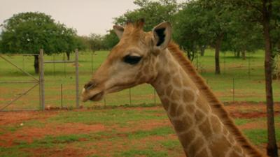 Das Waisenhaus für wilde Tiere: Folge 96: Abenteuer Afrika