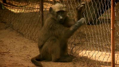 Das Waisenhaus für wilde Tiere: Folge 101: Abenteuer Afrika
