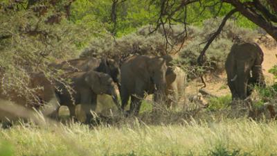 Das Waisenhaus für wilde Tiere: Folge 114: Abenteuer Afrika