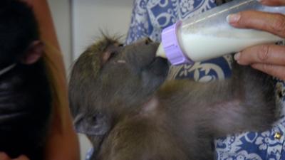 Das Waisenhaus für wilde Tiere: Folge 89: Abenteuer Afrika