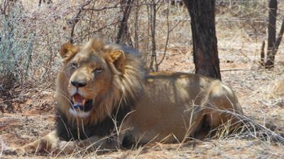 Das Waisenhaus für wilde Tiere: Folge 103: Abenteuer Afrika