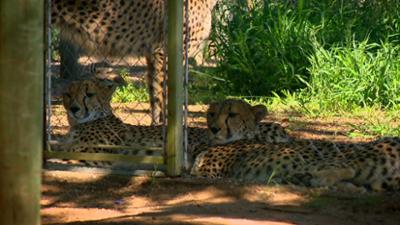 Das Waisenhaus für wilde Tiere: Folge 94: Abenteuer Afrika