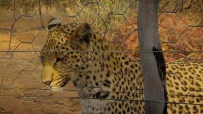 Das Waisenhaus für wilde Tiere: Folge 91: Abenteuer Afrika