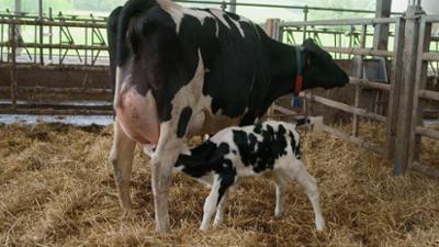 Die Tier-Docs vom Schwarzwald: Die Tier-Docs: Geburtshilfe im Kuhstall
