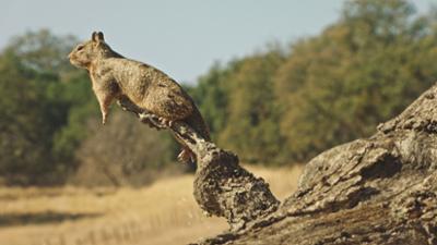 Die verrückte Welt der Hörnchen