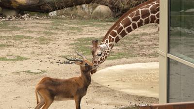 Die Zoo-Docs: Tierische WG mit Giraffe, Zebra und Antilope