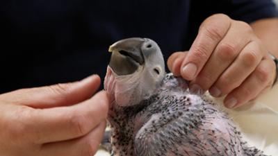 Die Zoo-Docs: Voller Einsatz für bedrohte Tierbabys