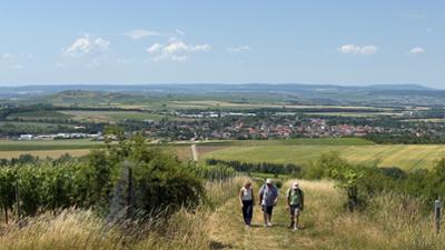 Expedition in die Heimat: Genusswandern im Land der rheinhessischen Hiwwel