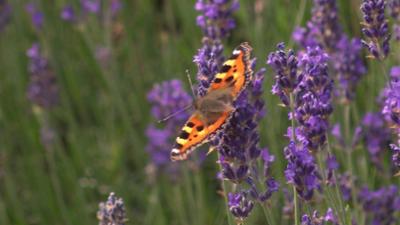 Genuss mit Zukunft: Lavendel, Weinbergpfirsische und Emmer neu entdeckt