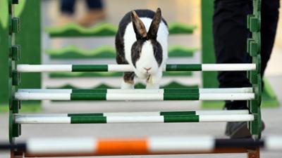 Heimat entdecken: Kleine Tiere - große Liebe