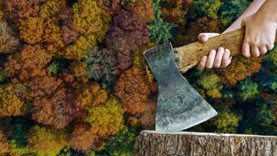 Klimaschutz jetzt! Wer schützt den Wald?