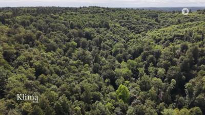 KlimaZeit: Klimaschutz: Ist dem Wald noch zu helfen? KlimaZeit vom 19.06.2026