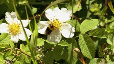 Saar Natur: Bienen und Wespen - Verehrt und verkannt
