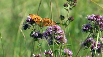Saar Natur: Artenvielfalt im Bliesgau