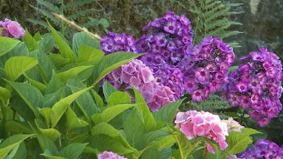 Saar Natur: Wunderbare Gartenvielfalt: Vom Schottergarten zum Naturgarten