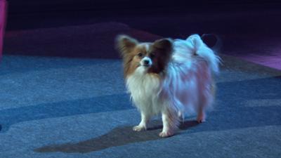 Sag die Wahrheit: Dog-Dancerin und Crash-Test-Ingenieur